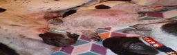 German Shorthaired Pointer dogs for sale: German Shorthaired Pointer Willow - Ad 24