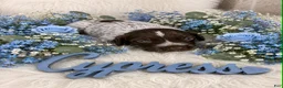 German Shorthaired Pointer dogs for sale: Cypress  - Ad 1