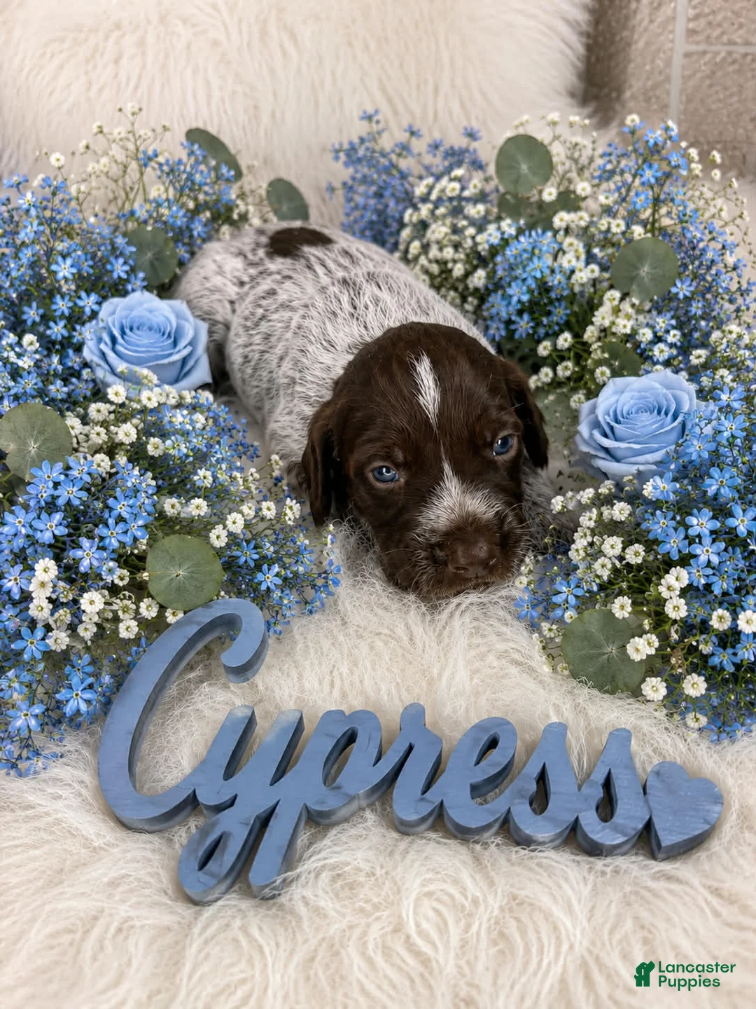 German Shorthaired Pointer dogs for sale: Cypress  - Ad 1