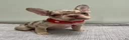 French Bulldog dogs for sale: Shelly - Ad 5