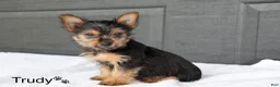 Yorkshire Terrier dogs for sale: Trudy - Ad 4