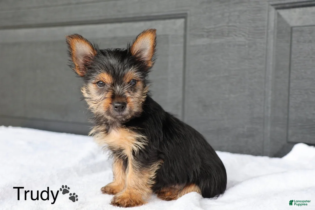 Yorkshire Terrier dogs for sale: Trudy - Ad 4