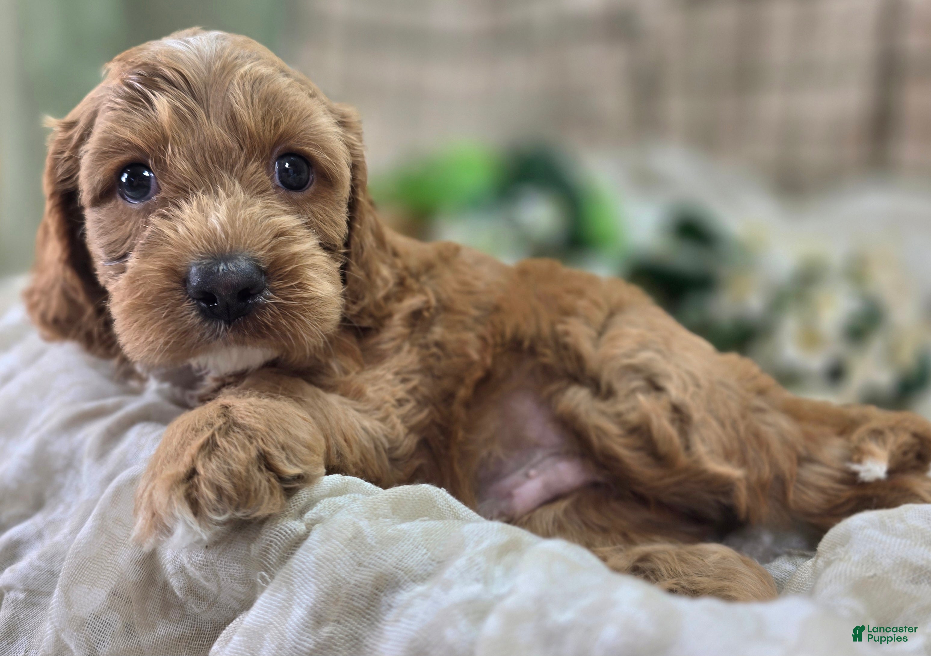 Cockapoo dogs Bud - Ad 19