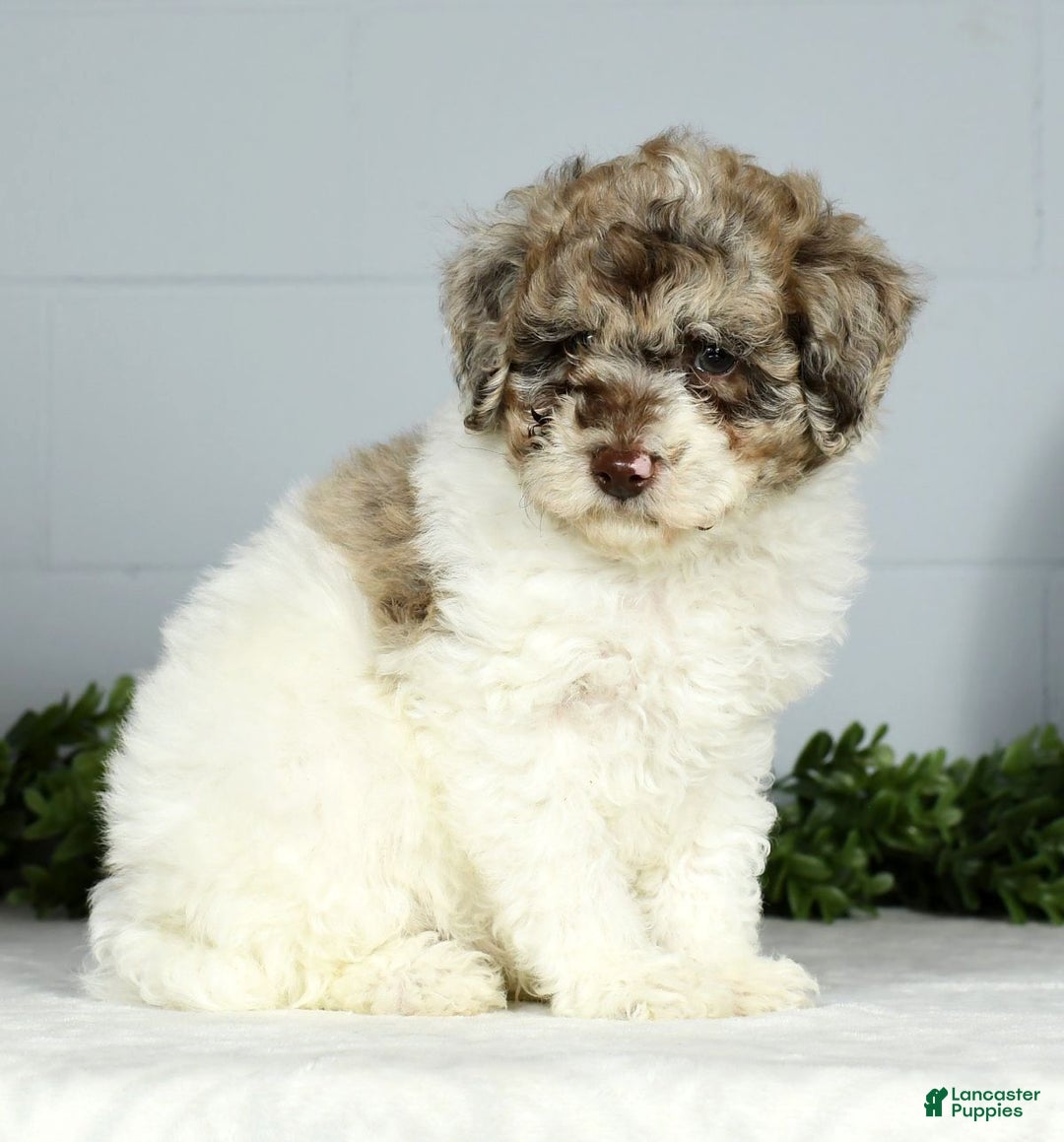 Miniature Poodle dogs for sale: Jace - Ad 9