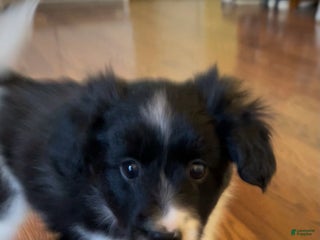 Mixed Breed dogs Stripe - Ad 4