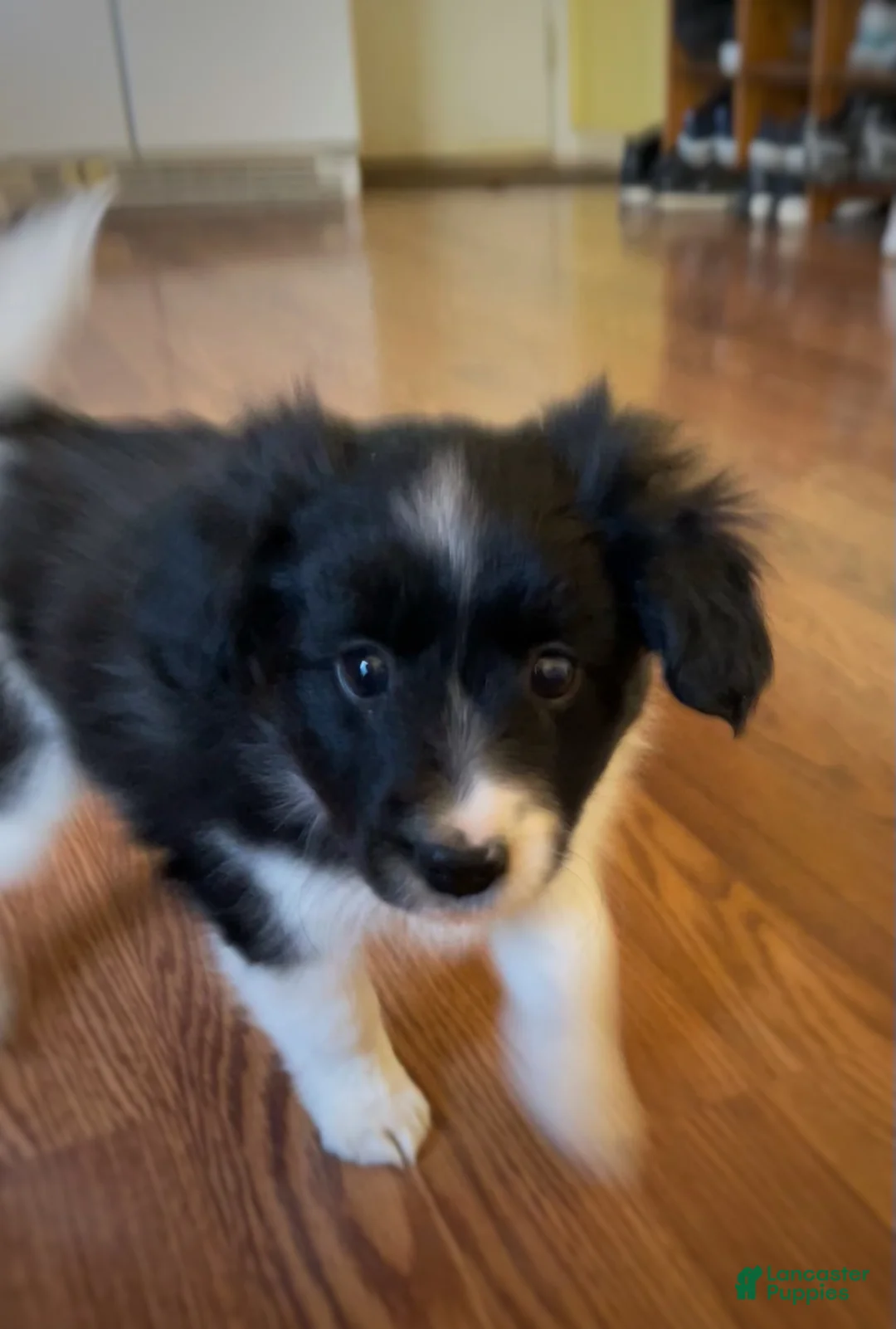 Mixed Breed dogs for sale: Stripe - Ad 1