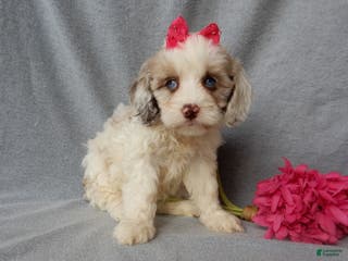 Cockapoo dogs Lauren - Ad 30