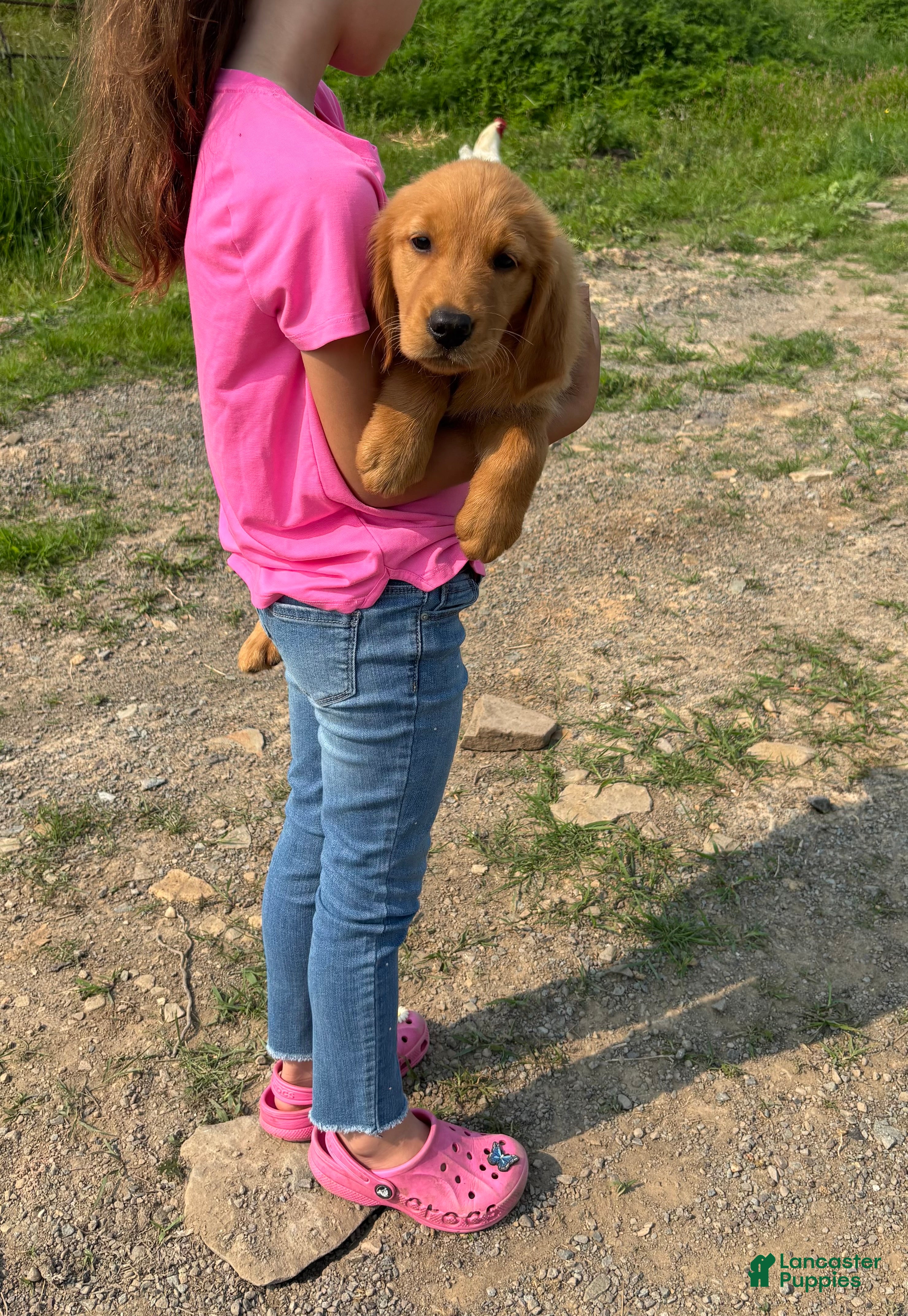 Golden Retriever dogs Brittany  - Ad 2