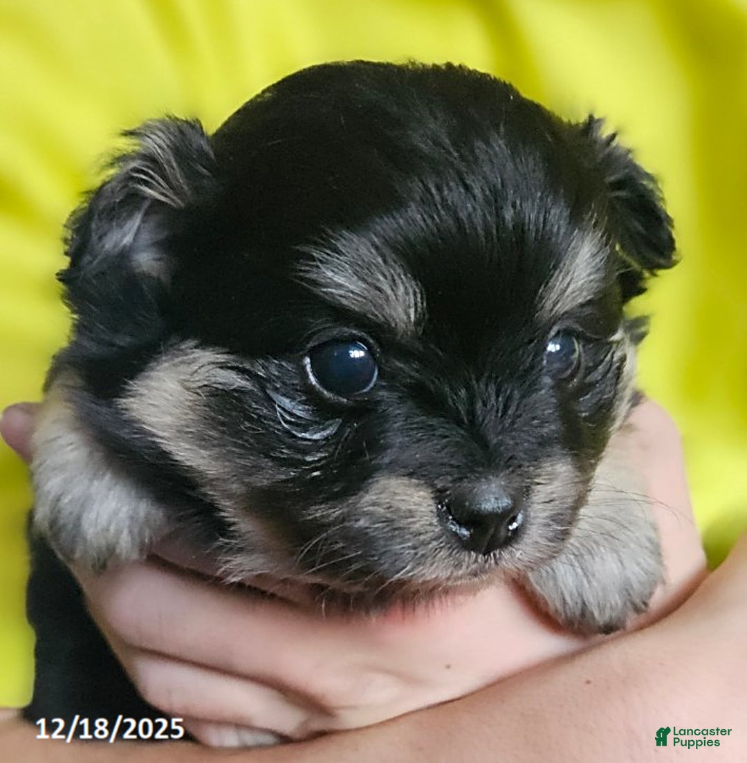 Mixed Breed dogs for sale: Zoey - Ad 5