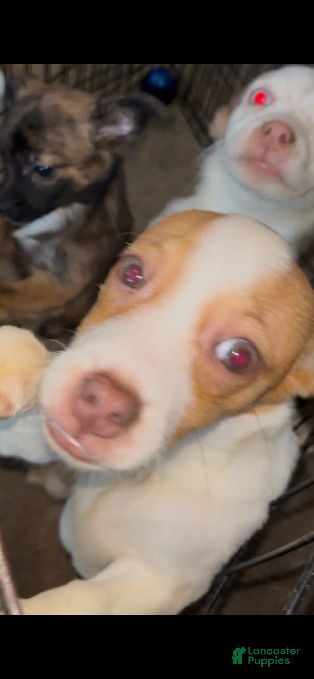 Gallery Image {{count}}