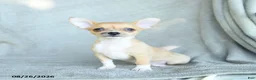 Chihuahua dogs for sale: Roscoe - Ad 1