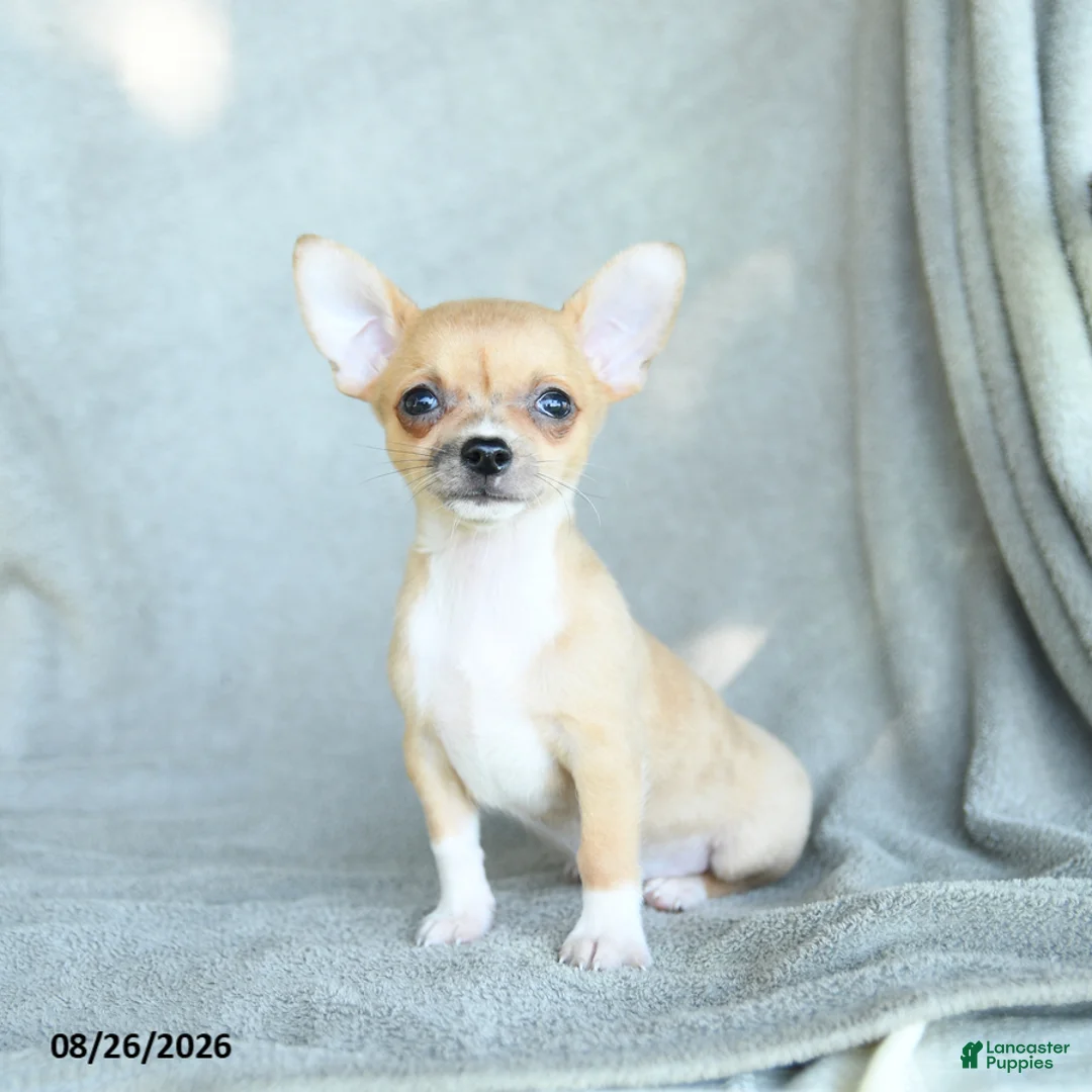 Chihuahua dogs for sale: Roscoe - Ad 1