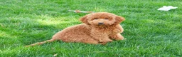 Mini Goldendoodle dogs for sale: Victoria  - Ad 2