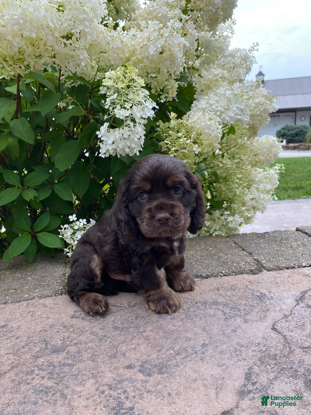 Cocker Spaniel dogs for sale: Tim - Ad 1