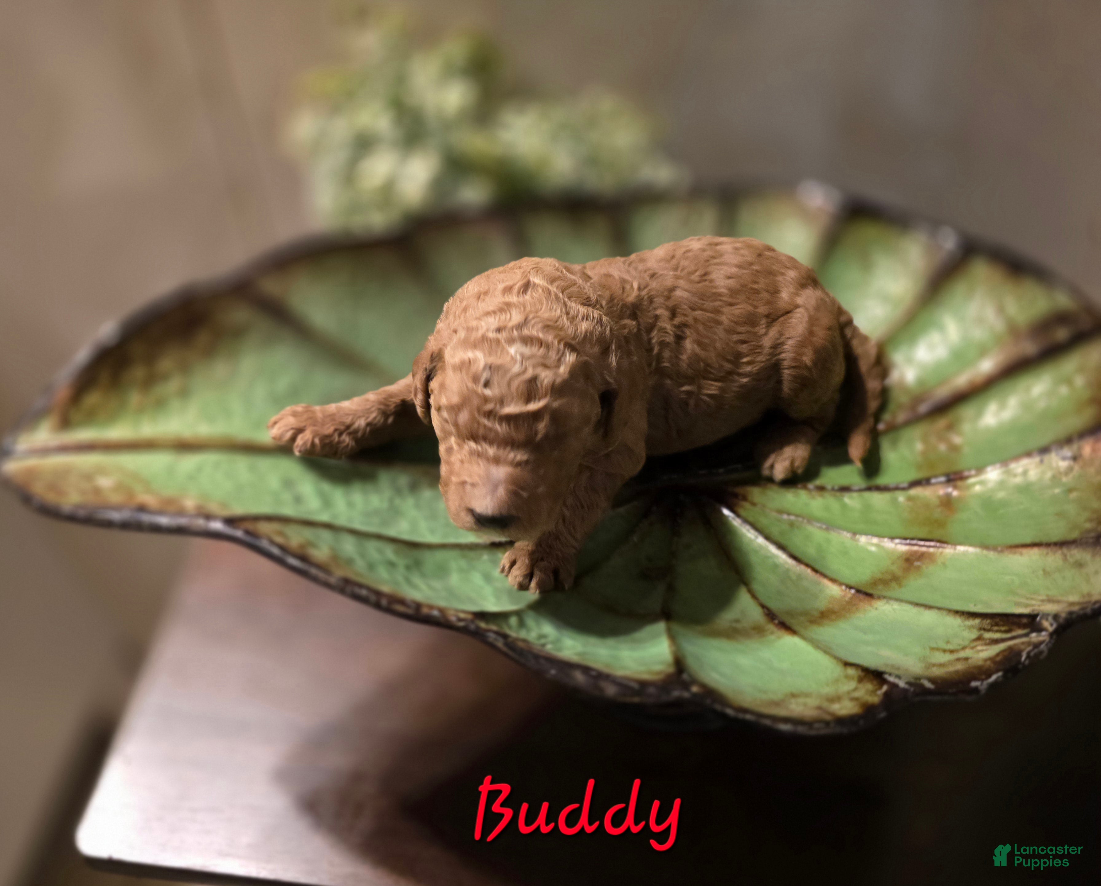 Goldendoodle dogs Goldendoodle Puppy 3 - Ad 42