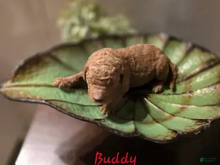 Goldendoodle dogs Goldendoodle Puppy 3 - Ad 25