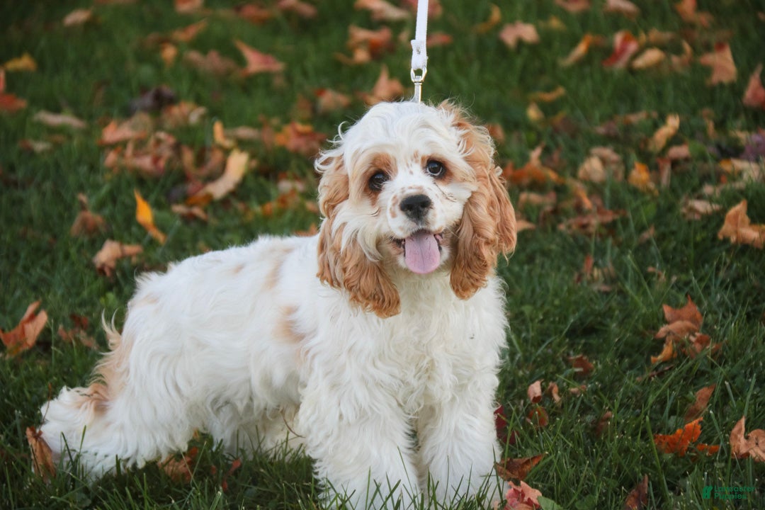 Cocker Spaniel dogs for sale: Ash Cocker Spaniel  - Ad 2