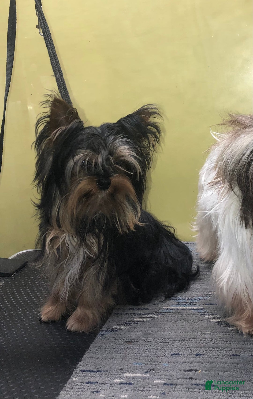 Yorkshire Terrier dogs for sale: Yorkshire Terrier Puppy 1 - Ad 4