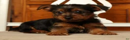 Yorkshire Terrier dogs for sale: Lucky - Ad 7