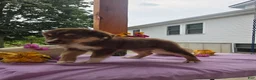 Australian Shepherd dogs for sale: Caramel - Ad 7