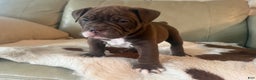 Olde English Bulldogge dogs for sale: Olde English Bulldogge Puppy 3 - Ad 7