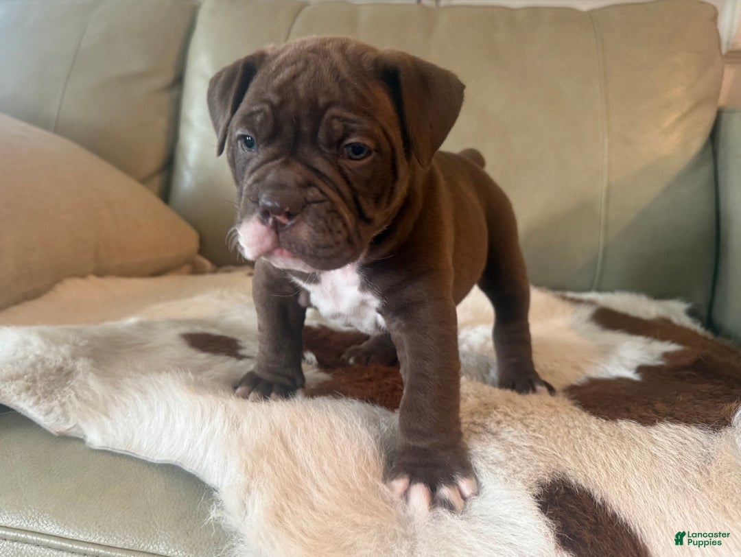 Olde English Bulldogge dogs for sale: Olde English Bulldogge Puppy 3 - Ad 7