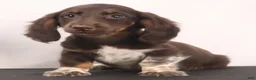 Dachshund dogs for sale: duke - Ad 8