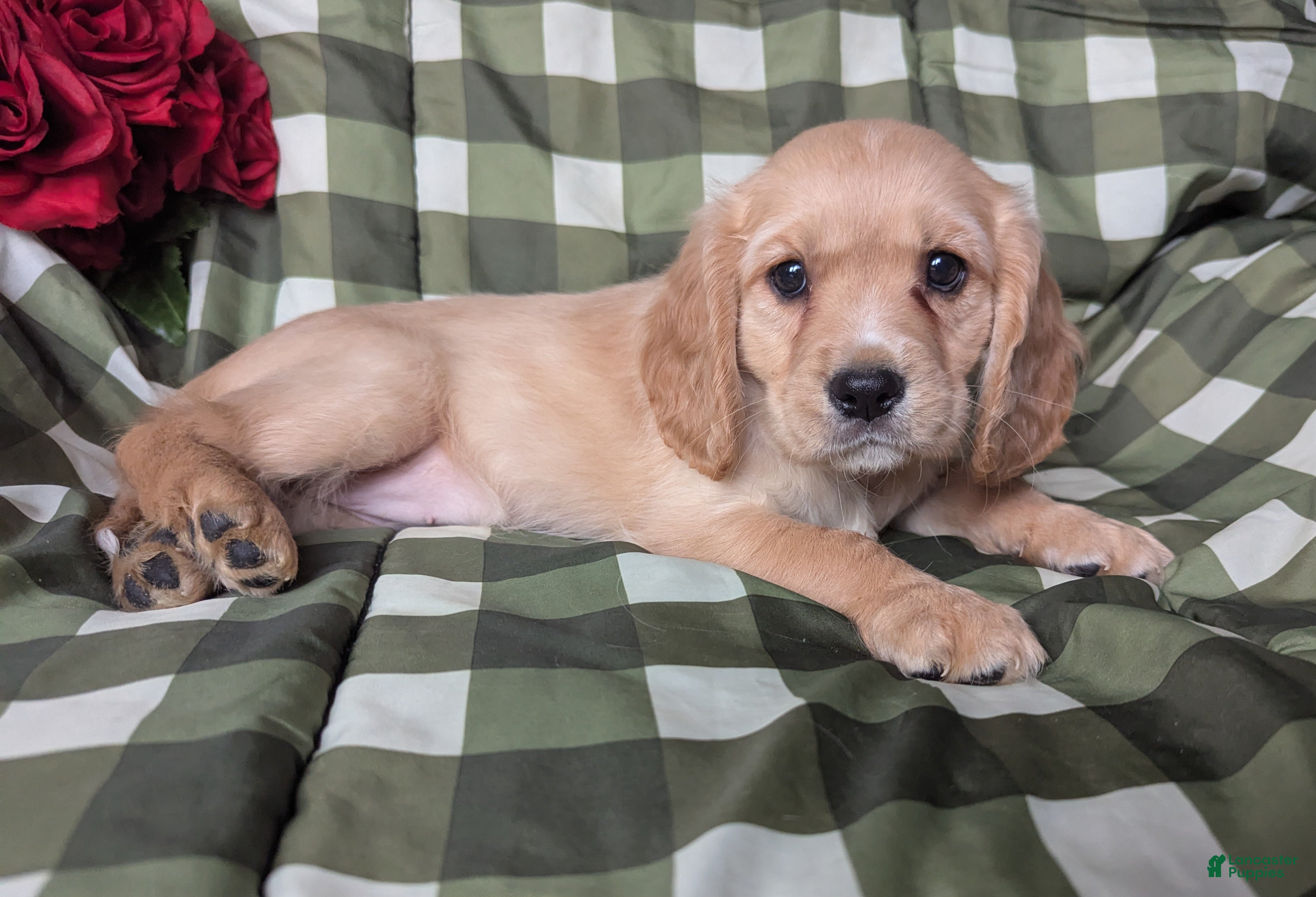 Mixed Breed dogs Bailey - Ad 1