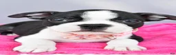 Boston Terrier dogs for sale: Sasha - Ad 3