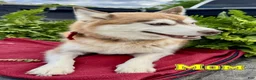 Pomsky dogs for sale: Buster - Ad 8