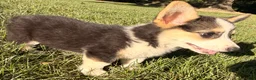 Welsh Corgi Pembroke dogs for sale: Annie - Ad 8