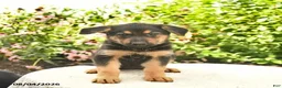 German Shepherd dogs for sale: Lassie  - Ad 4