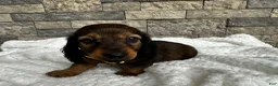 Miniature Dachshund dogs for sale: Zeke - Ad 5