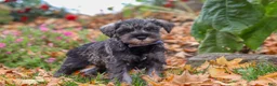 Miniature Schnauzer dogs for sale: Theo - Ad 6
