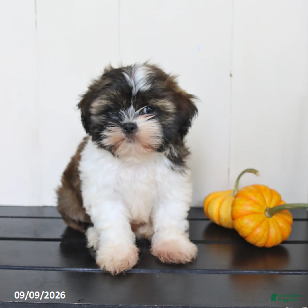 Mixed Breed dogs for sale: Teddy - Ad 2