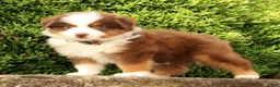 Miniature Australian Shepherd dogs for sale: Finley - Ad 9