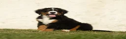 Bernese Mountain Dog dogs for sale: Jasper Bernese Mountain Dog  - Ad 2