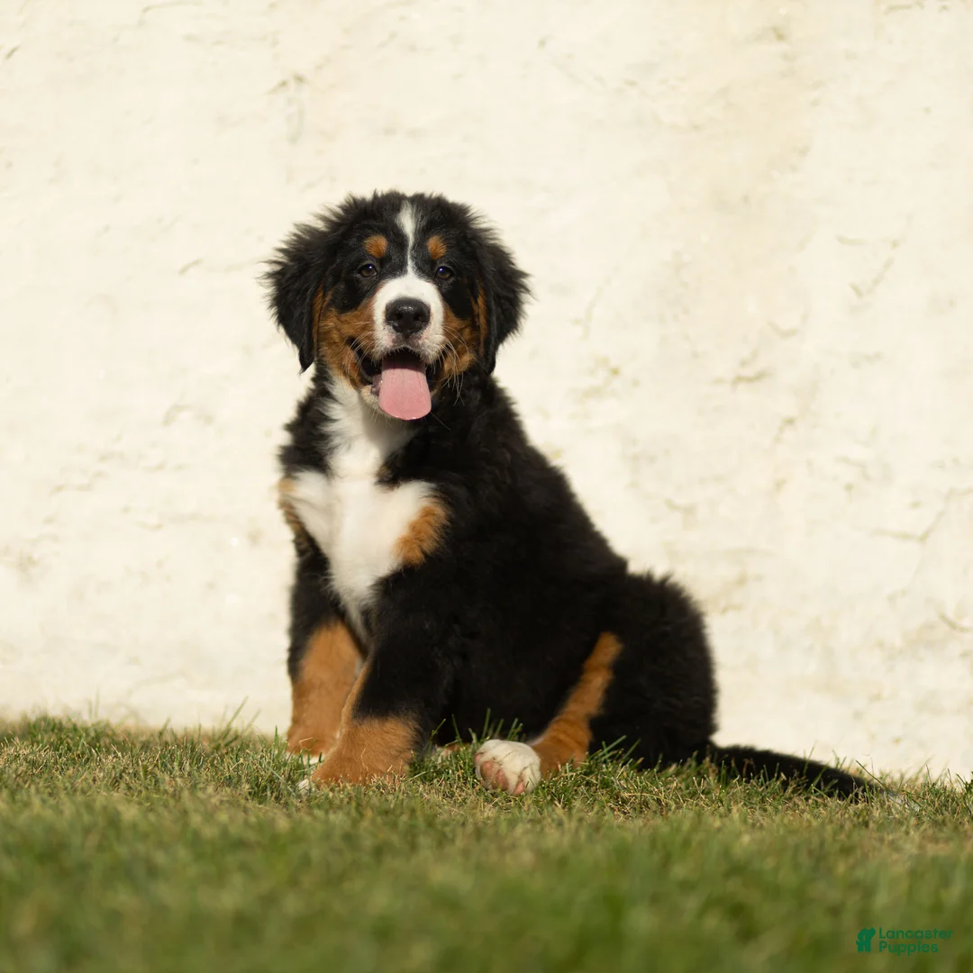 Bernese Mountain Dog dogs for sale: Jasper Bernese Mountain Dog  - Ad 2