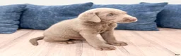 Labrador Retriever dogs for sale: Bo - Ad 4