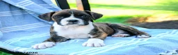 Boxer dogs for sale: Octavia - Ad 4