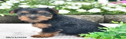Yorkshire Terrier dogs for sale: Aaron - Ad 3