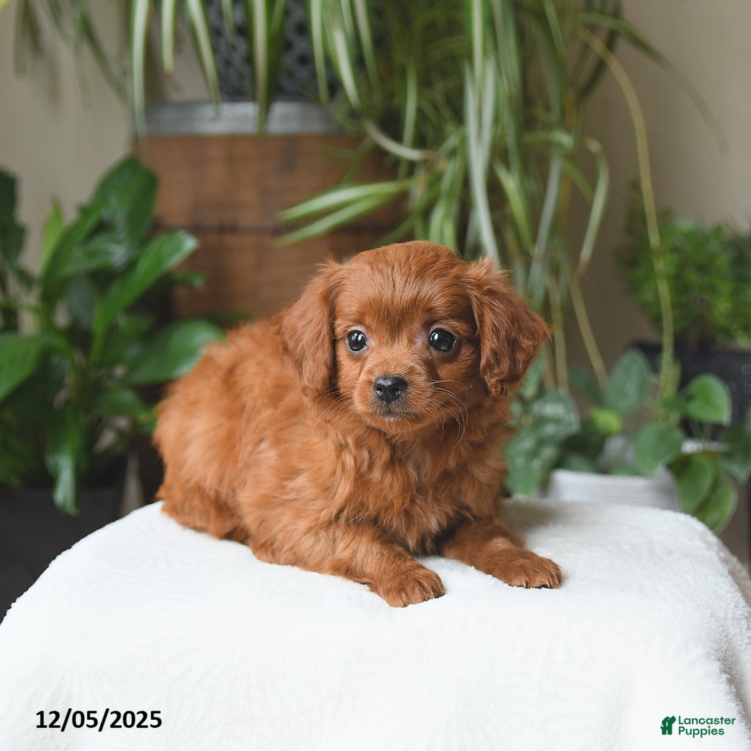 Cavapoo dogs for sale: Leo - Ad 4