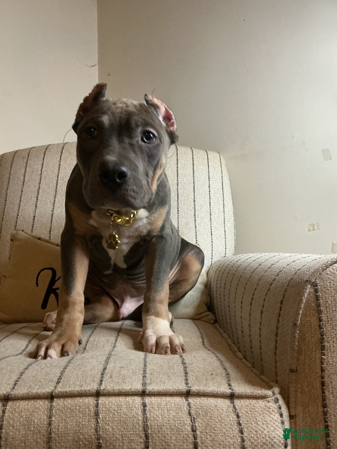 American Bully dogs for sale: Pablo - Ad 5