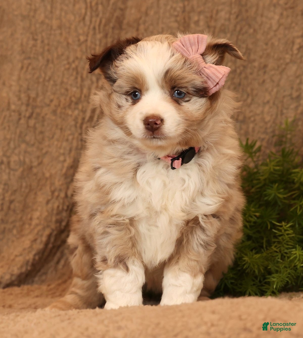 Miniature Australian Shepherd dogs Callie - Ad 2