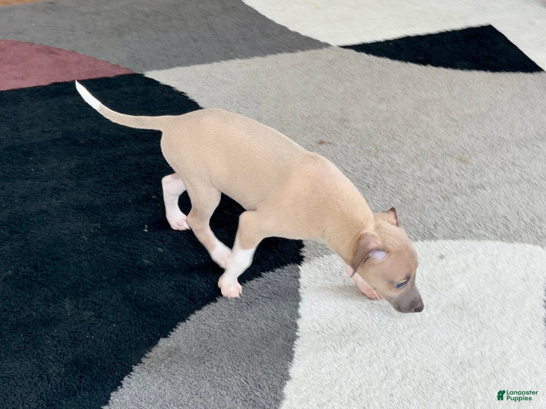 Italian Greyhound dogs for sale: Noah - Ad 6
