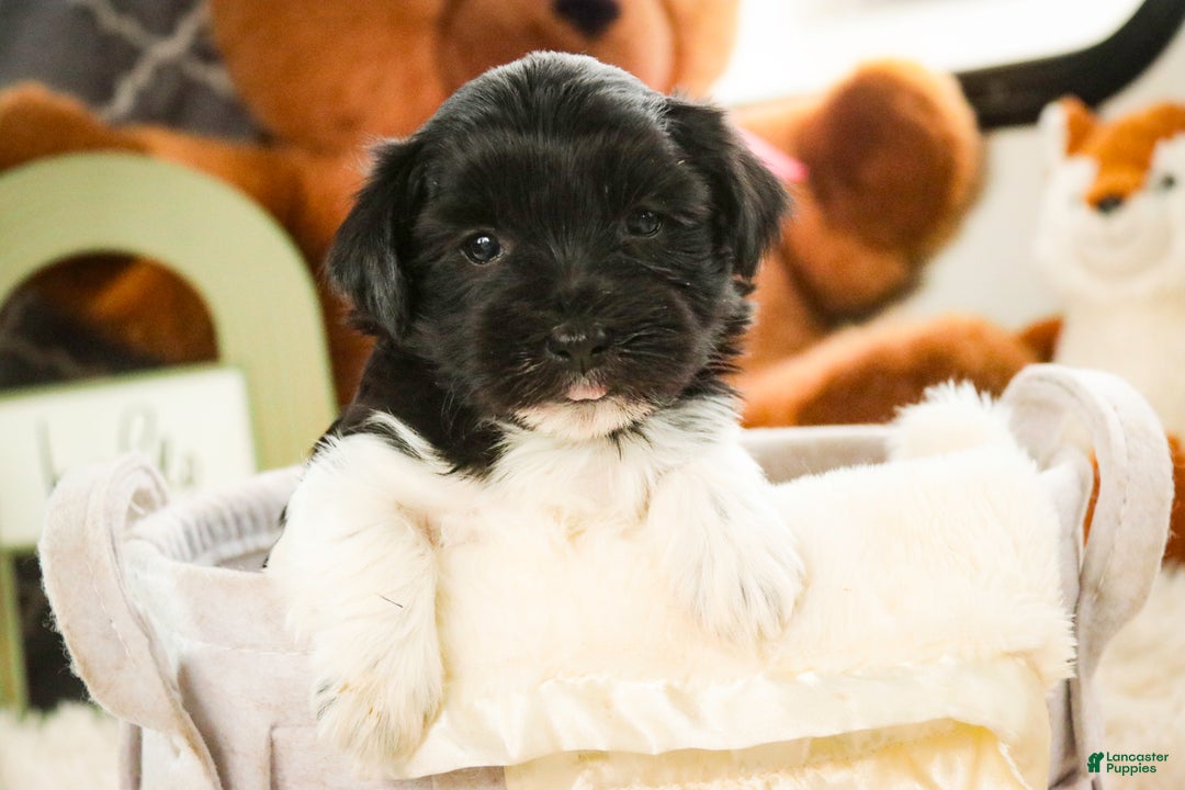 Havanese dogs for sale: Oreo - Ad 1