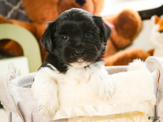 Havanese dogs Oreo - Ad 35