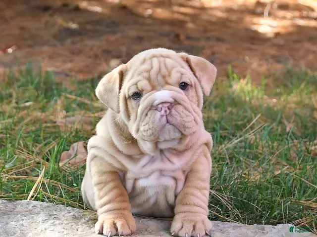 English Bulldog dogs for sale: Fringes - Ad 1