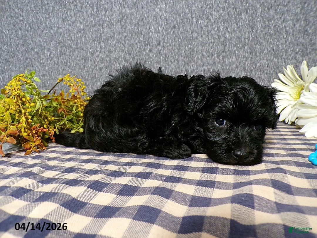 Havapoo dogs for sale: Benji - Ad 6