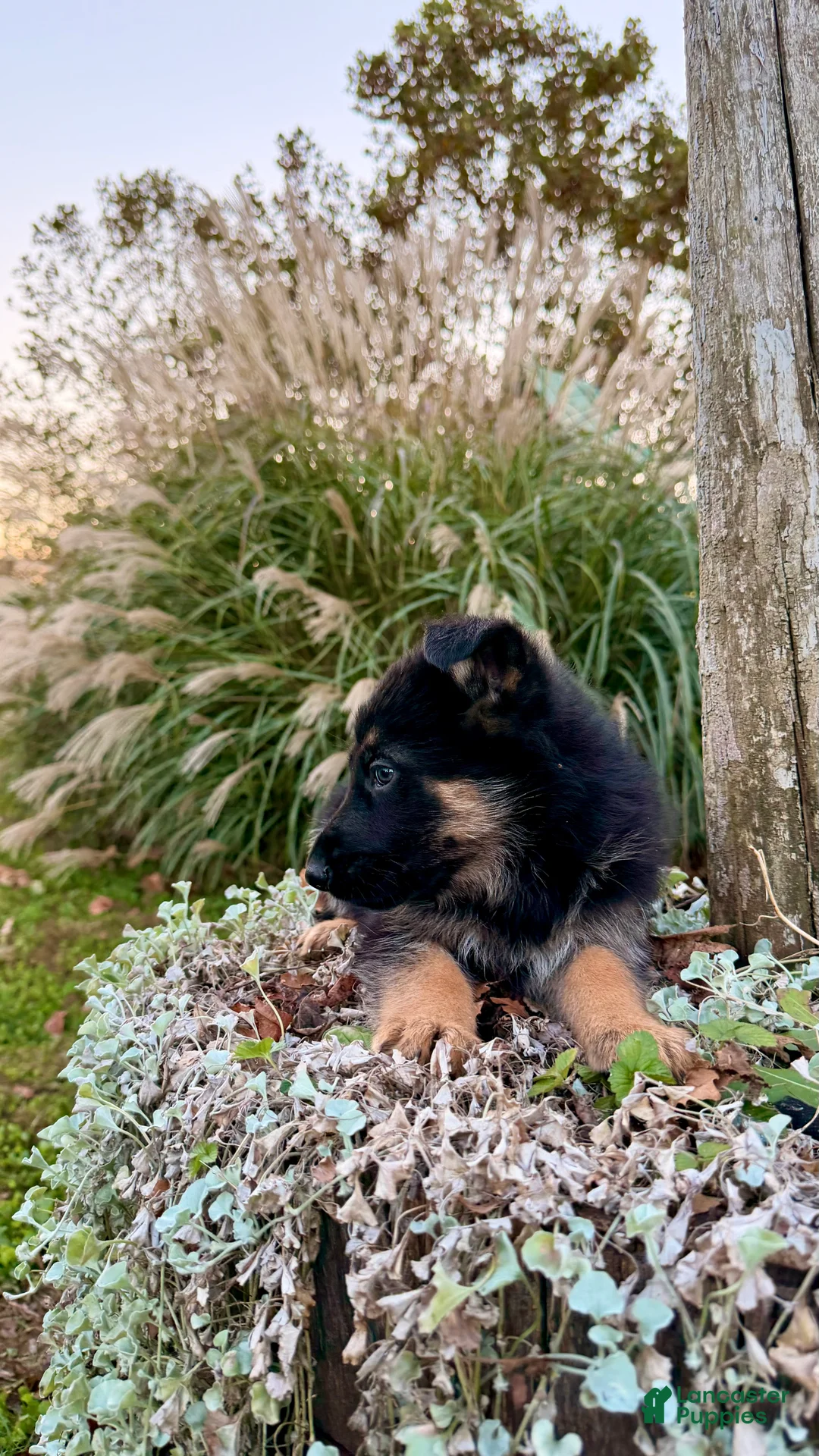 German Shepherd dogs for sale: Boone - Ad 4